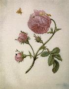 Maria Sibylla Merian Bush Rose with Leafminer Moth,Larva,and Pupa Sweden oil painting artist